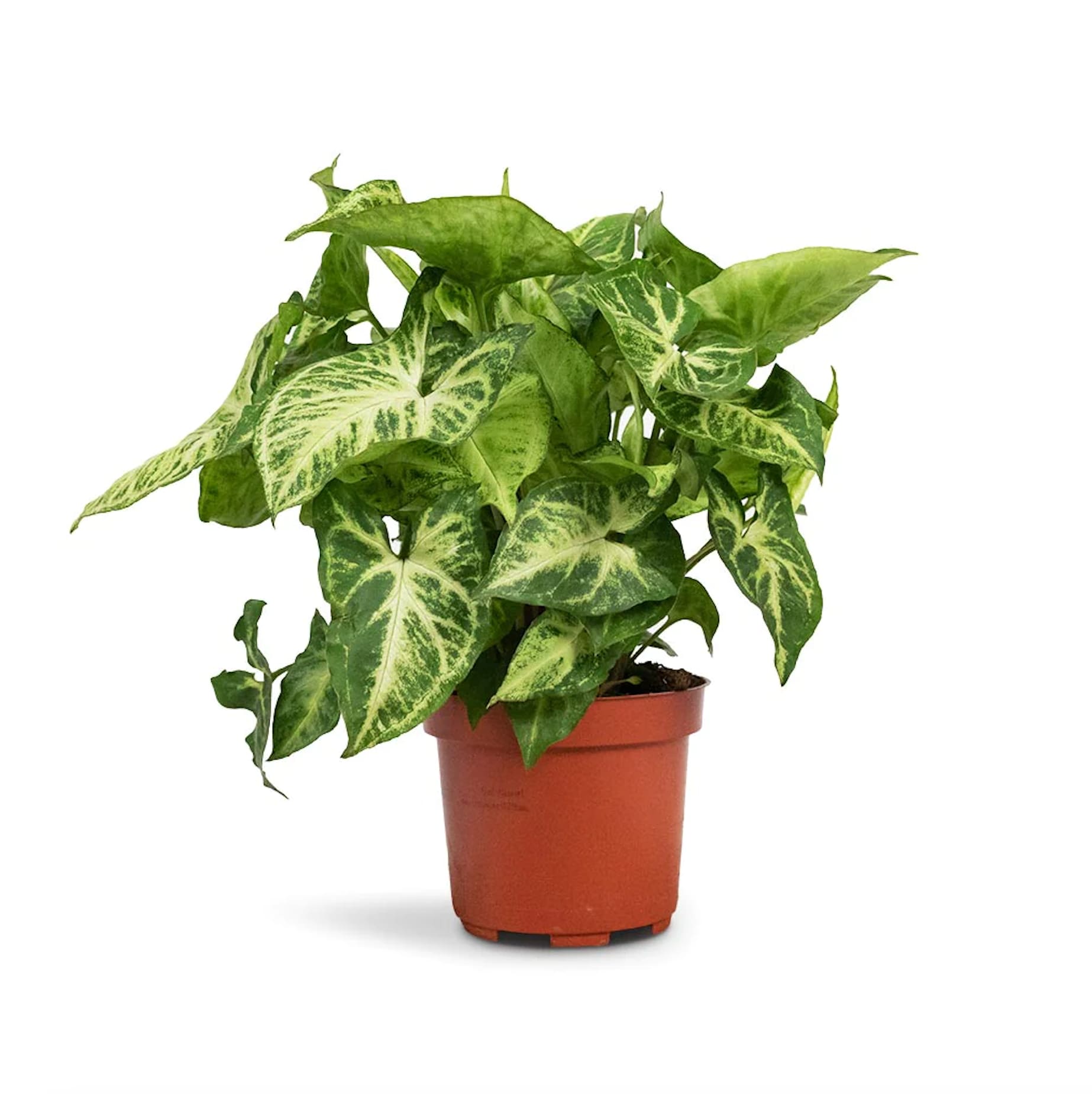 Nephthytis